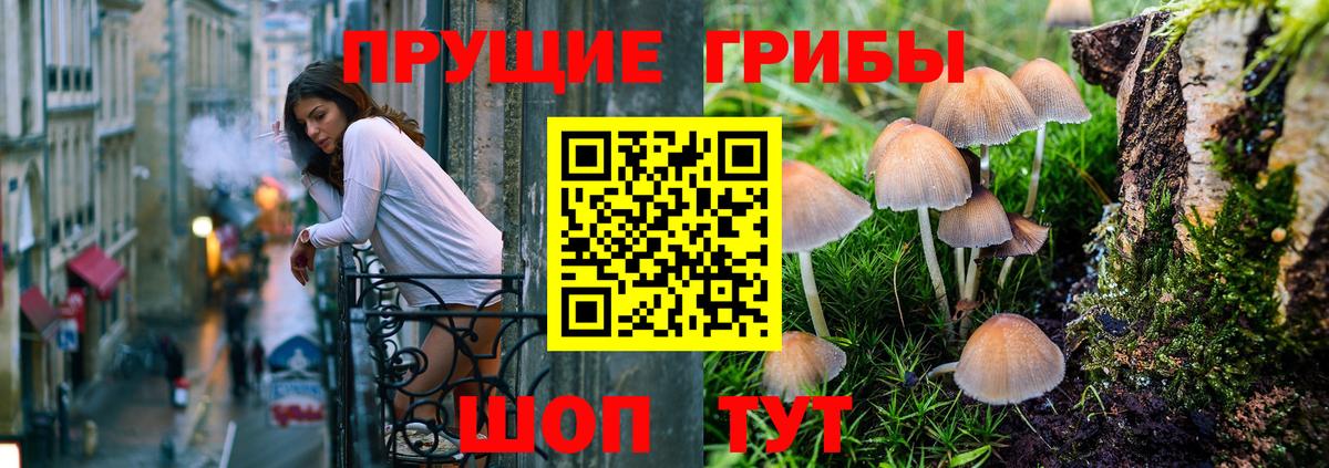 Кострома  Псилоцибиновые грибы Psilocybe  Вход с VPN 